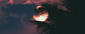 Preview wallpaper palm, branch, sunset, sun, sky, clouds