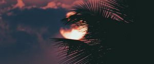 Preview wallpaper palm, branch, sunset, sun, sky, clouds