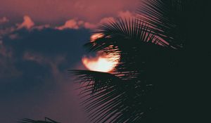 Preview wallpaper palm, branch, sunset, sun, sky, clouds