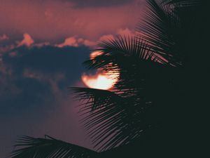 Preview wallpaper palm, branch, sunset, sun, sky, clouds