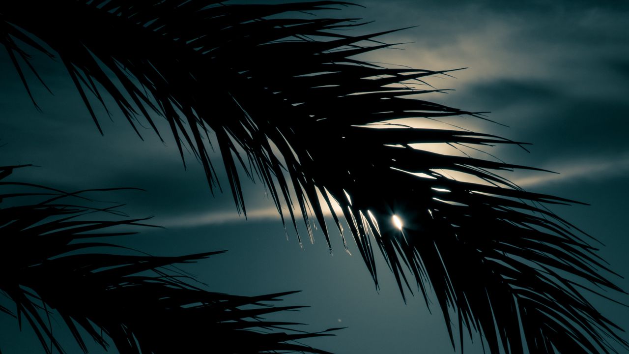 Wallpaper palm, branch, sunset, leaves, night