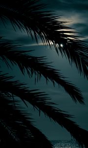 Preview wallpaper palm, branch, sunset, leaves, night