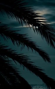 Preview wallpaper palm, branch, sunset, leaves, night