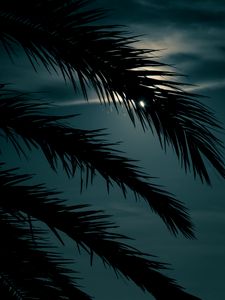 Preview wallpaper palm, branch, sunset, leaves, night