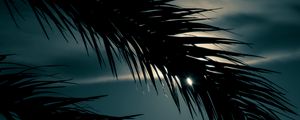 Preview wallpaper palm, branch, sunset, leaves, night