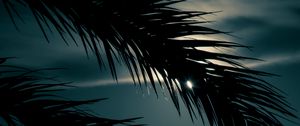 Preview wallpaper palm, branch, sunset, leaves, night