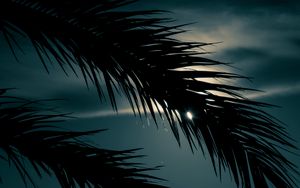 Preview wallpaper palm, branch, sunset, leaves, night