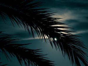 Preview wallpaper palm, branch, sunset, leaves, night