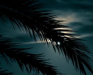 Preview wallpaper palm, branch, sunset, leaves, night