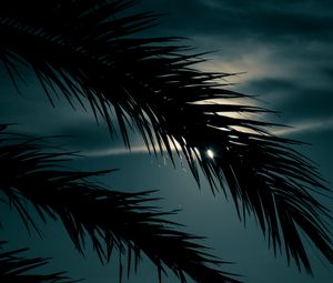 Preview wallpaper palm, branch, sunset, leaves, night