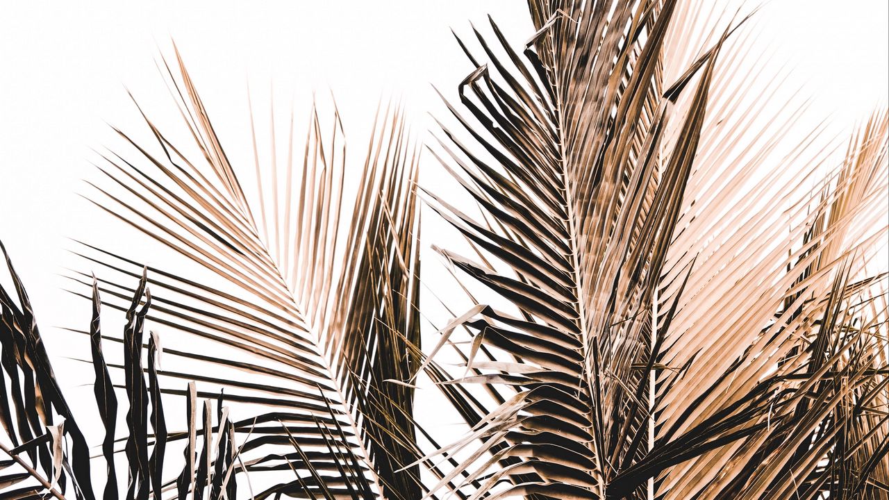 Wallpaper palm, branch, white, minimalism