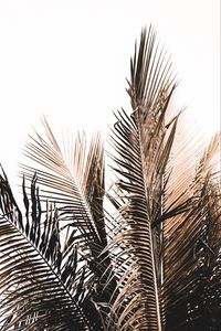 Preview wallpaper palm, branch, white, minimalism
