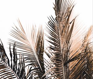 Preview wallpaper palm, branch, white, minimalism