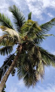 Preview wallpaper palm, branches, bottom view, leaves