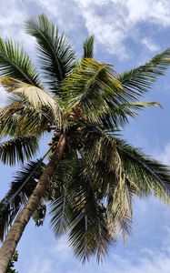 Preview wallpaper palm, branches, bottom view, leaves