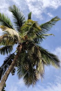 Preview wallpaper palm, branches, bottom view, leaves