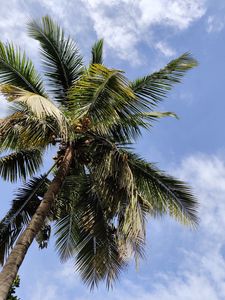 Preview wallpaper palm, branches, bottom view, leaves