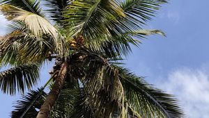 Preview wallpaper palm, branches, bottom view, leaves