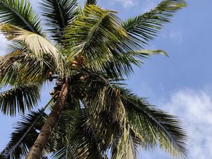 Preview wallpaper palm, branches, bottom view, leaves