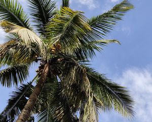 Preview wallpaper palm, branches, bottom view, leaves