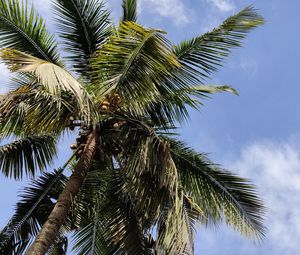 Preview wallpaper palm, branches, bottom view, leaves