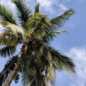 Preview wallpaper palm, branches, bottom view, leaves