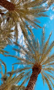 Preview wallpaper palm, branches, bottom view, sky