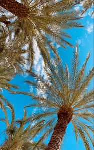 Preview wallpaper palm, branches, bottom view, sky