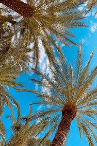 Preview wallpaper palm, branches, bottom view, sky