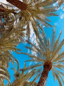 Preview wallpaper palm, branches, bottom view, sky