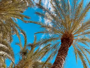 Preview wallpaper palm, branches, bottom view, sky