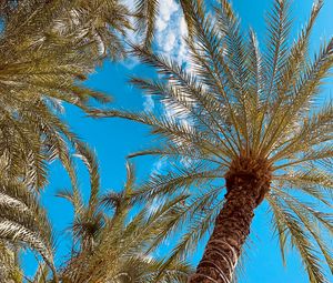 Preview wallpaper palm, branches, bottom view, sky