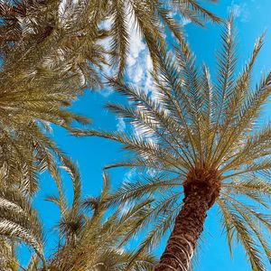 Preview wallpaper palm, branches, bottom view, sky