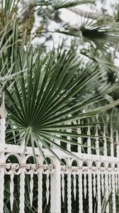 Preview wallpaper palm, branches, fence, forged, metal