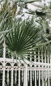 Preview wallpaper palm, branches, fence, forged, metal