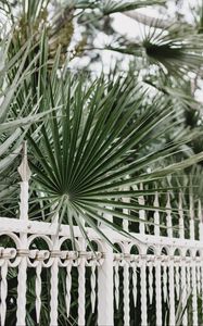 Preview wallpaper palm, branches, fence, forged, metal