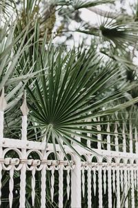 Preview wallpaper palm, branches, fence, forged, metal