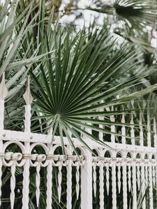 Preview wallpaper palm, branches, fence, forged, metal