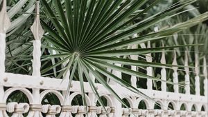 Preview wallpaper palm, branches, fence, forged, metal