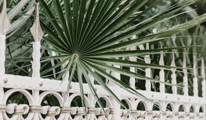 Preview wallpaper palm, branches, fence, forged, metal