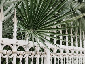 Preview wallpaper palm, branches, fence, forged, metal