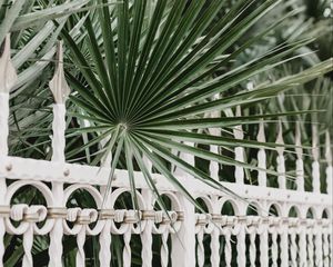 Preview wallpaper palm, branches, fence, forged, metal