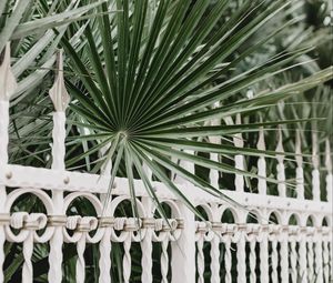 Preview wallpaper palm, branches, fence, forged, metal