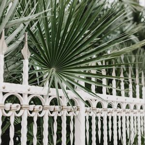 Preview wallpaper palm, branches, fence, forged, metal