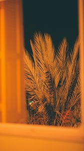 Preview wallpaper palm, branches, leaves, night, window