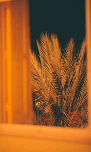 Preview wallpaper palm, branches, leaves, night, window