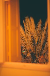 Preview wallpaper palm, branches, leaves, night, window