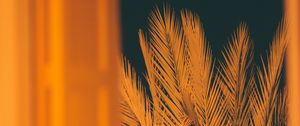 Preview wallpaper palm, branches, leaves, night, window