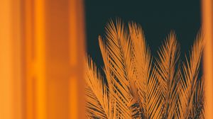 Preview wallpaper palm, branches, leaves, night, window