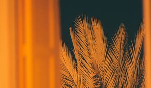 Preview wallpaper palm, branches, leaves, night, window